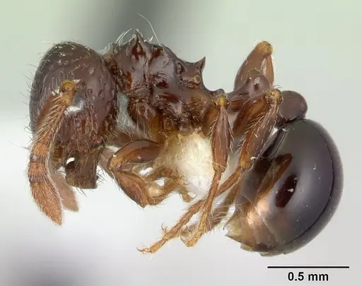 Pristomyrmex africanus specimen CASENT0178303 image casent0178303_3