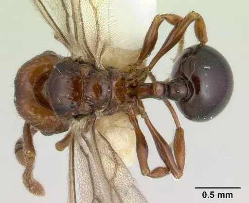 Pristomyrmex africanus specimen CASENT0178304 image casent0178304_1