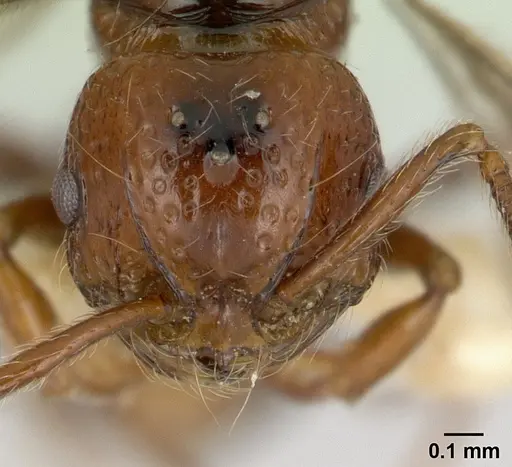 Pristomyrmex africanus specimen CASENT0178304 image casent0178304_2