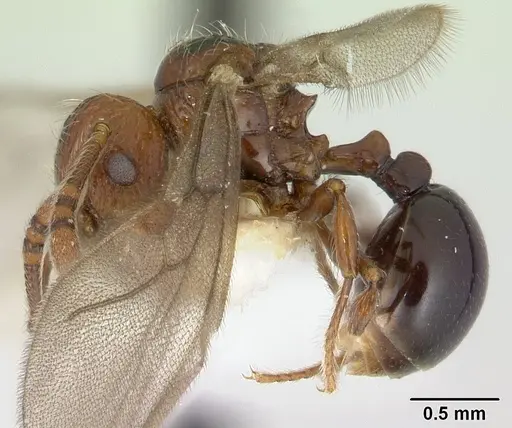 Pristomyrmex africanus specimen CASENT0178304 image casent0178304_3