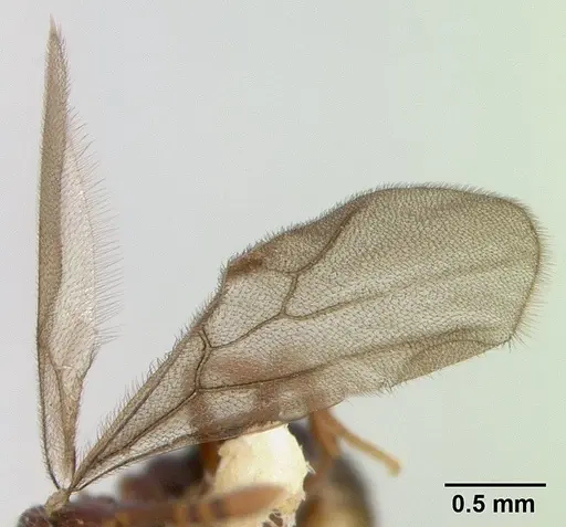 Pristomyrmex africanus specimen CASENT0178304 image casent0178304_4