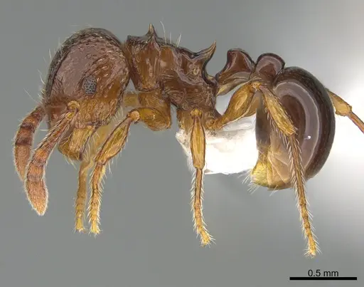 Pristomyrmex africanus specimen CASENT0840706 image casent0840706_1