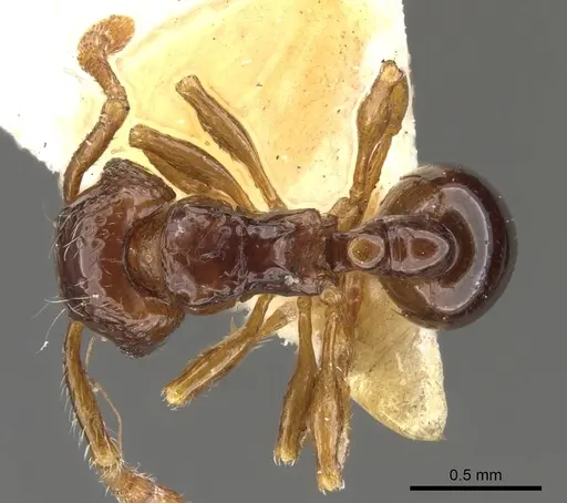 Pristomyrmex africanus specimen CASENT0901706 image casent0901706_1