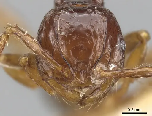 Pristomyrmex africanus specimen CASENT0901706 image casent0901706_2