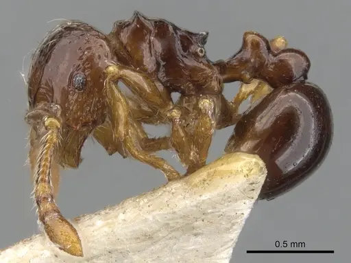 Pristomyrmex africanus specimen CASENT0901706 image casent0901706_3
