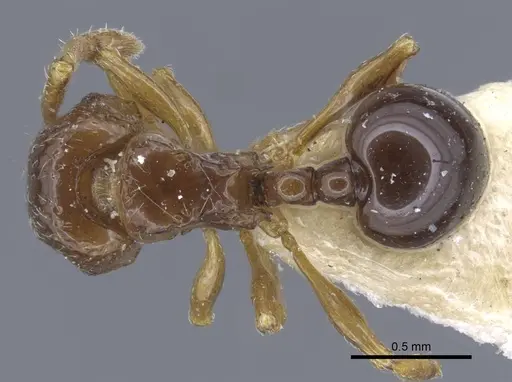 Pristomyrmex africanus specimen CASENT0917031 image casent0917031_1