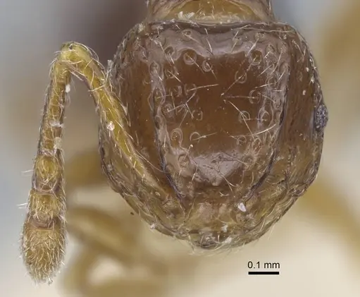 Pristomyrmex africanus specimen CASENT0917031 image casent0917031_2