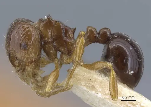 Pristomyrmex africanus specimen CASENT0917031 image casent0917031_4