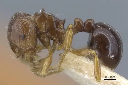 Pristomyrmex africanus specimen CASENT0917031 image casent0917031_5