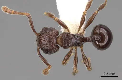 Pristomyrmex africanus specimen CASENT0922981 image casent0922981_1