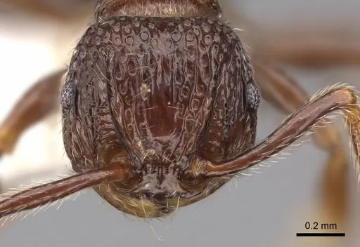 Pristomyrmex africanus specimen CASENT0922981 image casent0922981_2