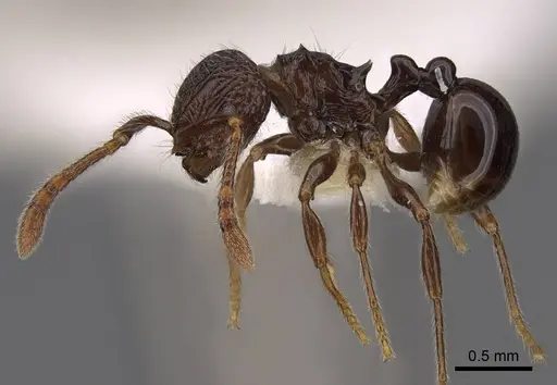Pristomyrmex africanus specimen CASENT0922981 image casent0922981_3