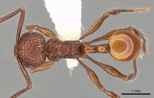 Pristomyrmex bicolor specimen CASENT0281796 image casent0281796_1