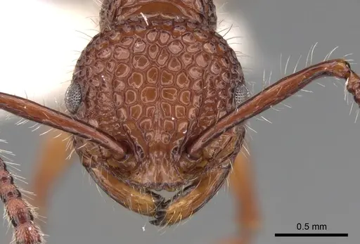 Pristomyrmex bicolor specimen CASENT0281796 image casent0281796_2
