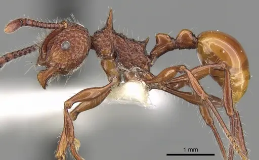 Pristomyrmex bicolor specimen CASENT0281796 image casent0281796_3