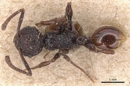 Pristomyrmex bicolor specimen CASENT0904691 image casent0904691_1