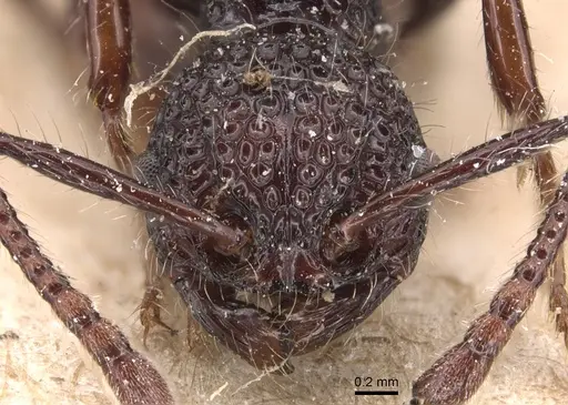 Pristomyrmex bicolor specimen CASENT0904691 image casent0904691_2