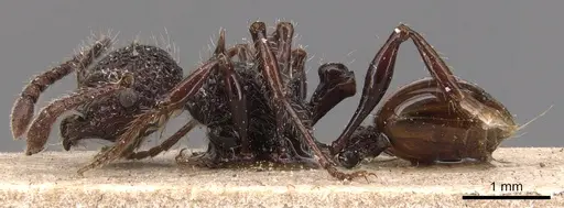 Pristomyrmex bicolor specimen CASENT0904691 image casent0904691_3