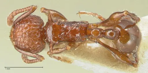 Pristomyrmex bicolor specimen FOCOL1949 image focol1949_1