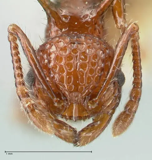 Pristomyrmex bicolor specimen FOCOL1949 image focol1949_2