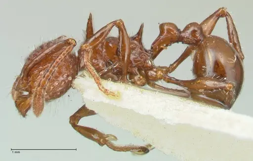 Pristomyrmex bicolor specimen FOCOL1949 image focol1949_3
