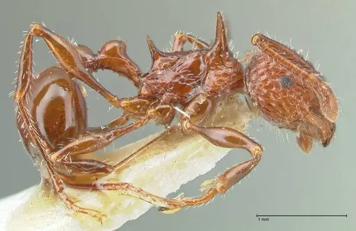 Pristomyrmex bicolor specimen FOCOL1949 image focol1949_4