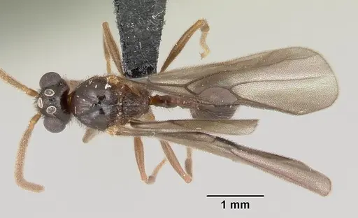 Pristomyrmex bispinosus specimen CASENT0055726 image casent0055726_1