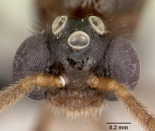Pristomyrmex bispinosus specimen CASENT0055726 image casent0055726_2