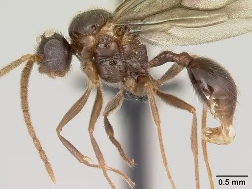 Pristomyrmex bispinosus specimen CASENT0055726 image casent0055726_3