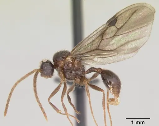 Pristomyrmex bispinosus specimen CASENT0055726 image casent0055726_4
