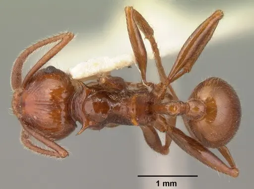 Pristomyrmex bispinosus specimen CASENT0101501 image casent0101501_1