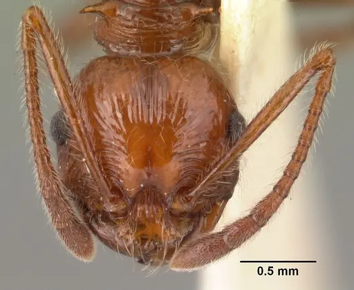 Pristomyrmex bispinosus specimen CASENT0101501 image casent0101501_2