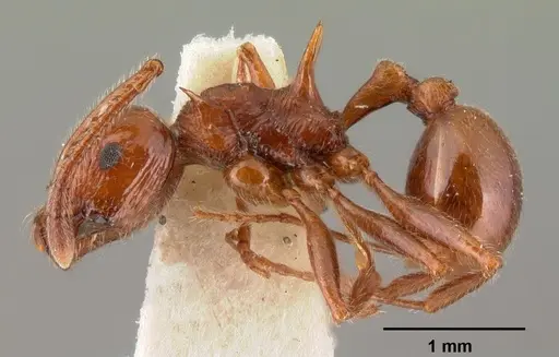 Pristomyrmex bispinosus specimen CASENT0101501 image casent0101501_3