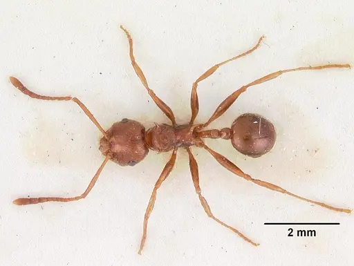 Pristomyrmex bispinosus specimen CASENT0102286 image casent0102286_1
