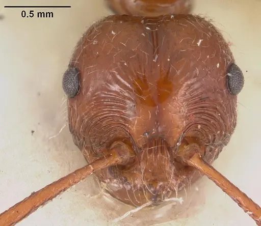 Pristomyrmex bispinosus specimen CASENT0102286 image casent0102286_2