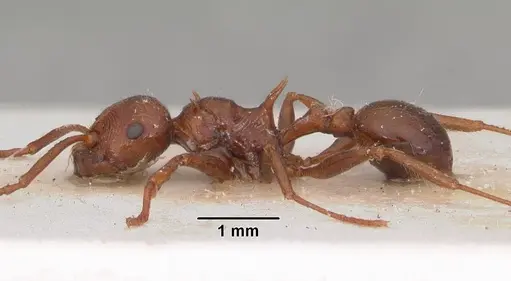 Pristomyrmex bispinosus specimen CASENT0102286 image casent0102286_3