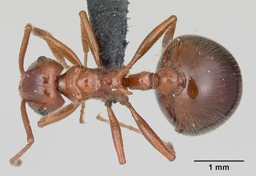 Pristomyrmex bispinosus specimen CASENT0104922 image casent0104922_1