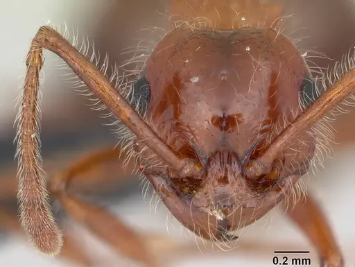 Pristomyrmex bispinosus specimen CASENT0104922 image casent0104922_2