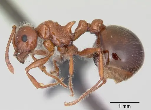 Pristomyrmex bispinosus specimen CASENT0104922 image casent0104922_3