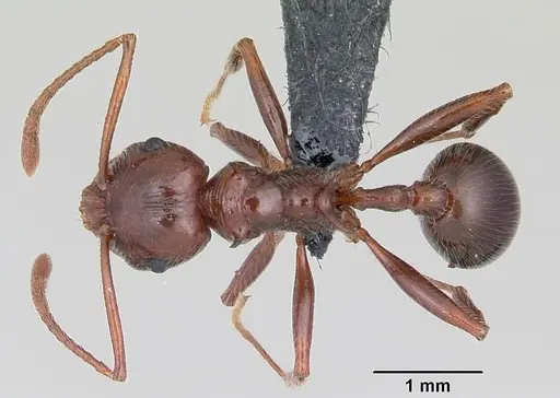 Pristomyrmex bispinosus specimen CASENT0104923 image casent0104923_1
