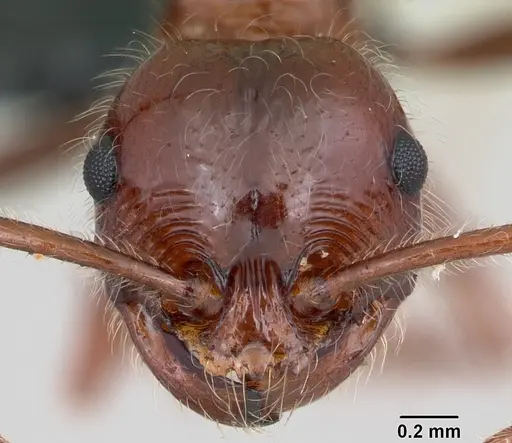 Pristomyrmex bispinosus specimen CASENT0104923 image casent0104923_2