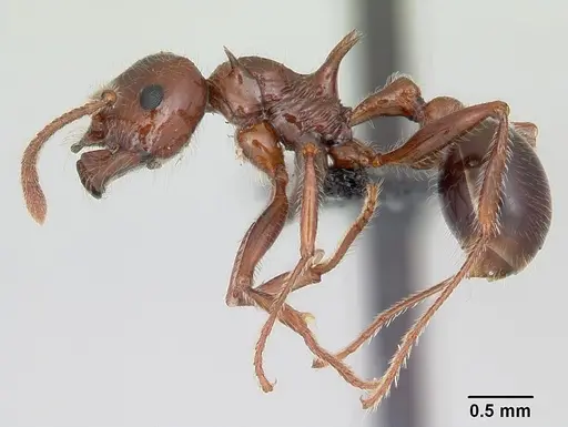 Pristomyrmex bispinosus specimen CASENT0104923 image casent0104923_3