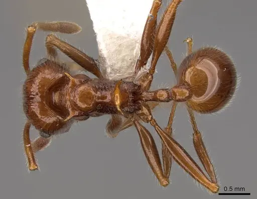 Pristomyrmex bispinosus specimen CASENT0922982 image casent0922982_1