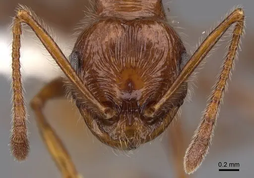 Pristomyrmex bispinosus specimen CASENT0922982 image casent0922982_2