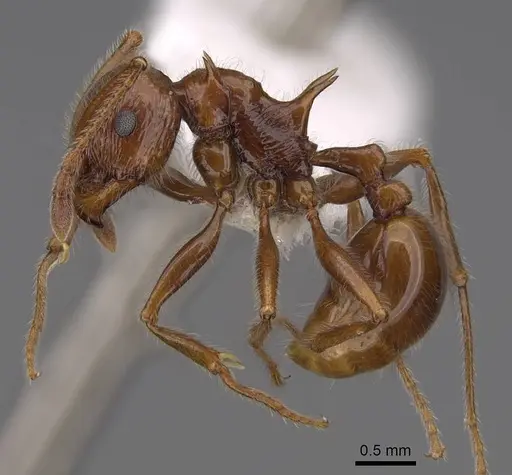 Pristomyrmex bispinosus specimen CASENT0922982 image casent0922982_3
