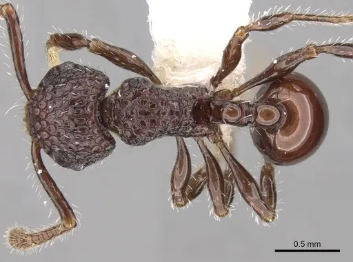 Pristomyrmex brevispinosus specimen CASENT0281797 image casent0281797_1