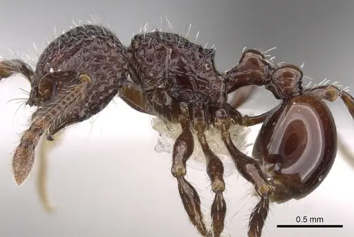 Pristomyrmex brevispinosus specimen CASENT0281797 image casent0281797_3