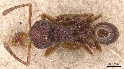 Pristomyrmex brevispinosus specimen CASENT0904694 image casent0904694_1