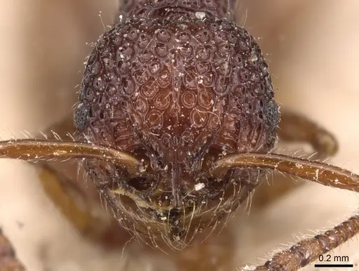 Pristomyrmex brevispinosus specimen CASENT0904694 image casent0904694_2