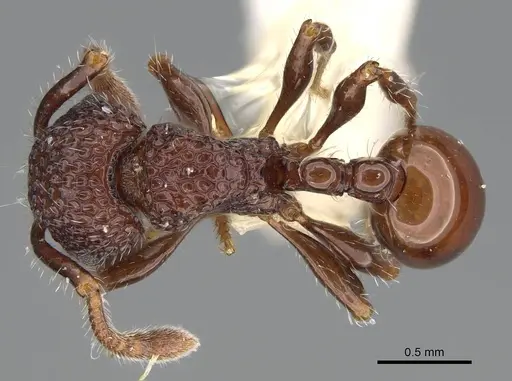 Pristomyrmex brevispinosus specimen CASENT0919946 image casent0919946_1